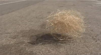 Tumbleweed rolling by